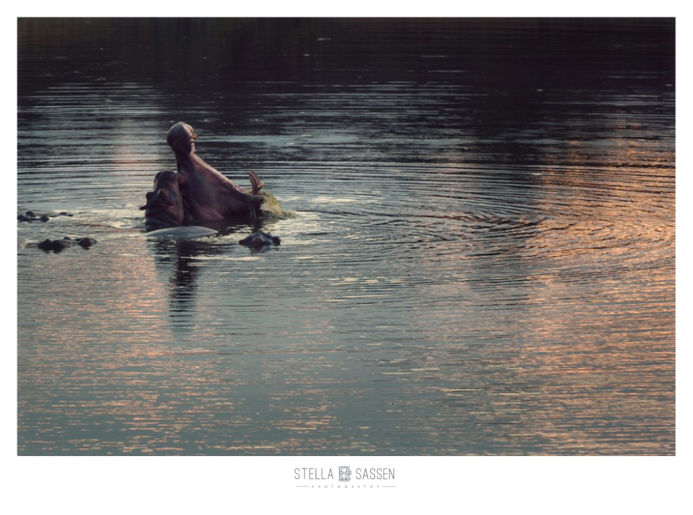 cape town top wedding photographer bush 12