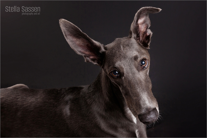 dog looking at camera during a pet photo shoot