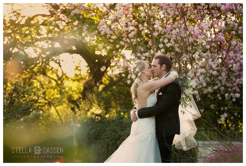 A bride and groom kissing under a canopy of pink blossoms at golden hour at Langverwacht Estate in the Cape Winelands, soft light filtering through the flowering trees around them.